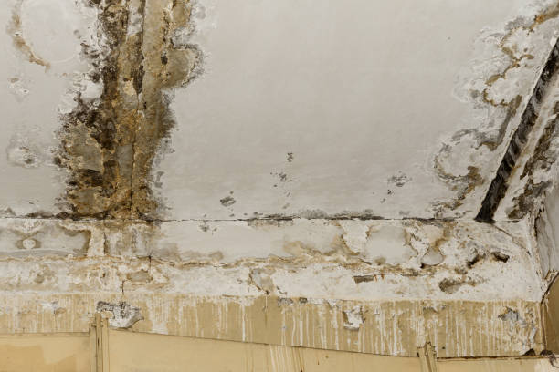 Best Post-Construction Mold Inspection  in Deltona, FL