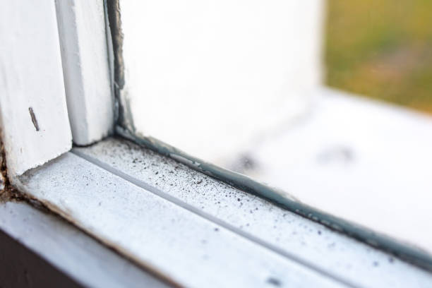 Best Mold Damage Restoration  in Deltona, FL