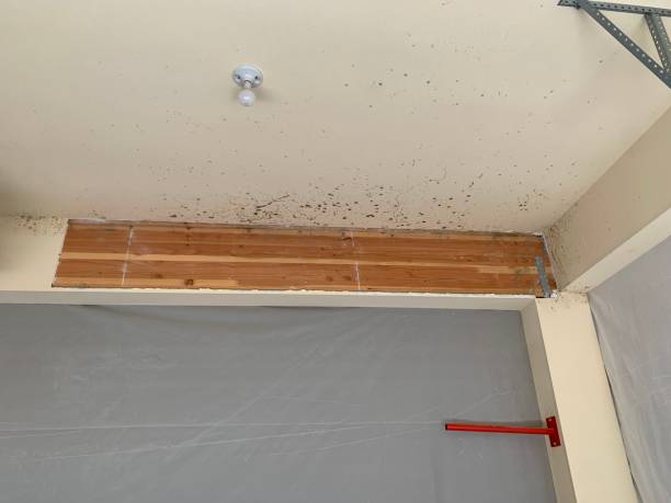 Best Airborne Mold Testing  in Deltona, FL