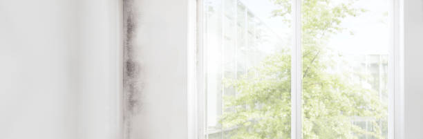 Best Mold Prevention Services  in Deltona, FL