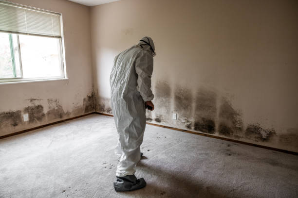 Professional Mold Removal in Deltona, FL